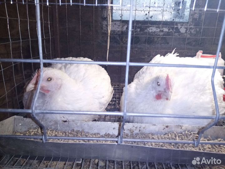 Мясо домашнего бройлера