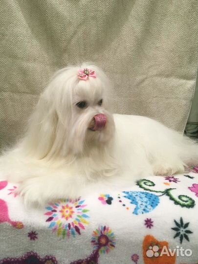 Стрижка собак мелких и средних пород