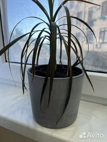 Пальма драцена