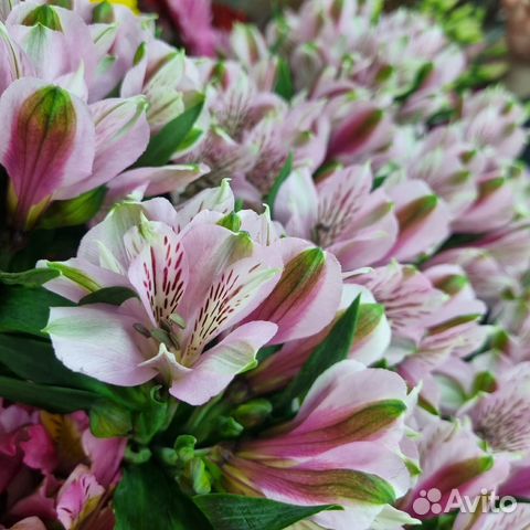 Доставка 46-10-00. Цветы. Свежее поступление