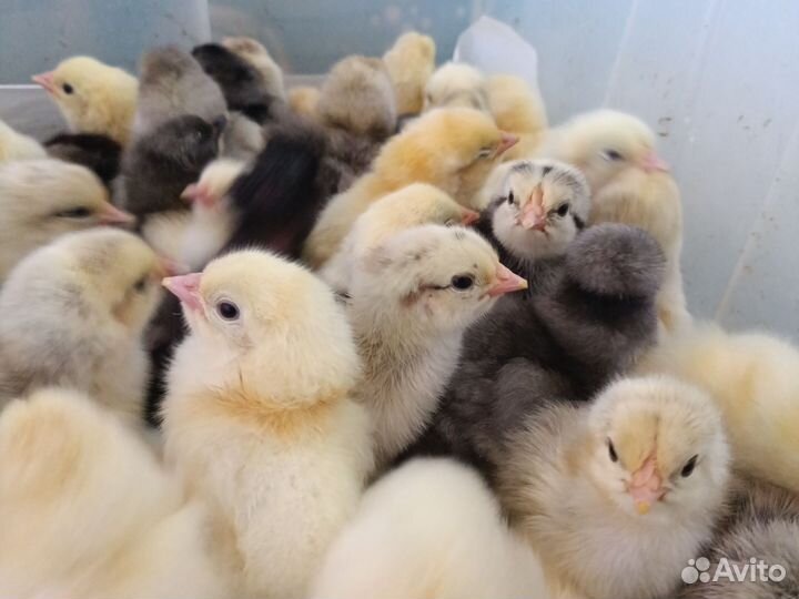 Цыплята бройлеры суточные 17 мая