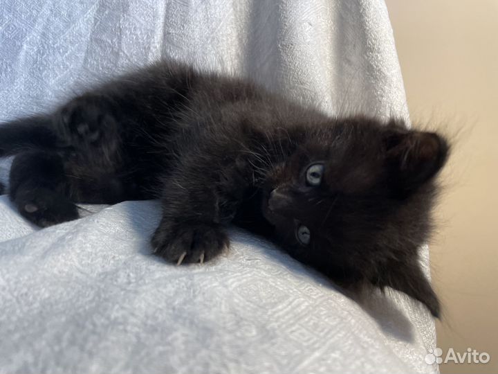 Котенок мальчик 1 месяц черный ищет друга