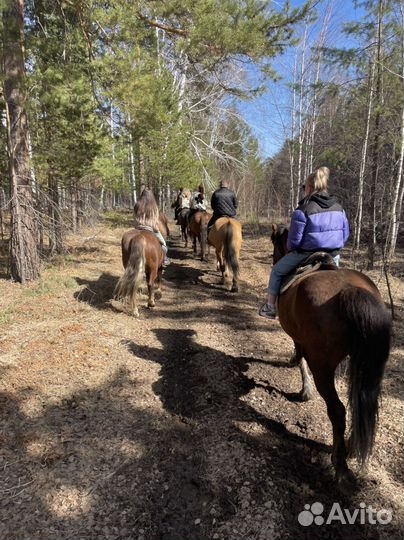 Конный тур в сказочный лес