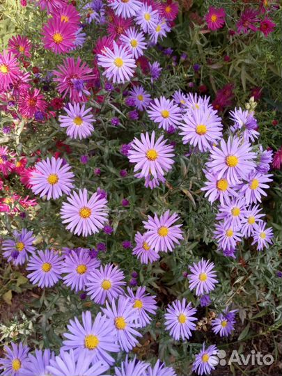 Сентябринки