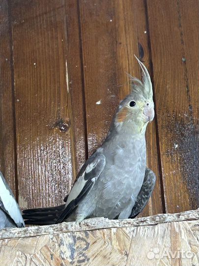 Корелла.Самочка 3,5 месяца