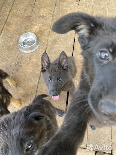 Щенки черной немецкой овчарки