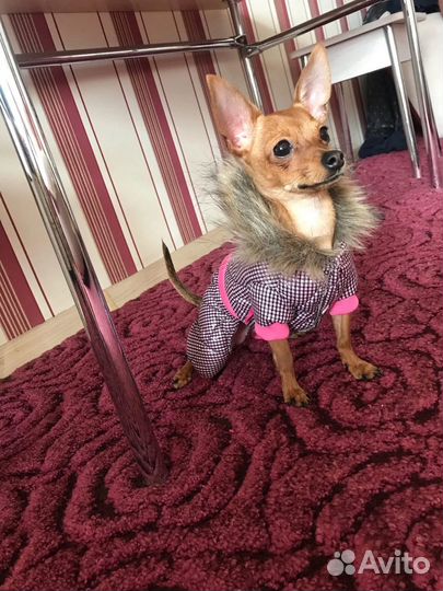 Одежда для собак XS