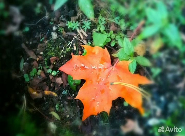 Клен канадский