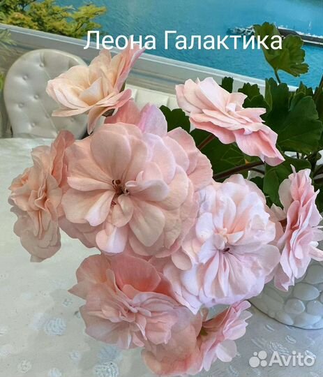 Сортовые пеларгонии