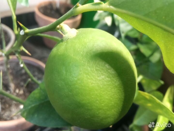 Лимон Лайм