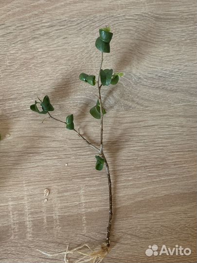 Фикус барок (букле)