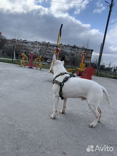 Стандартный бультерьер