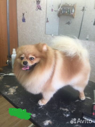 Груминг Профессиональный Стрижка Собак и Кошек