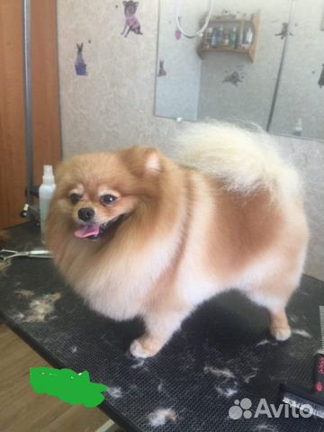 Груминг Профессиональный Стрижка Собак и Кошек