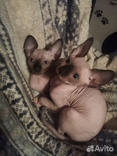 Канадский сфинкс котенок