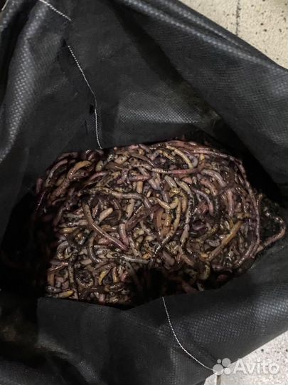 Червь дендробена