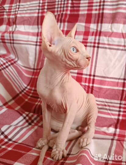 Канадский сфинкс