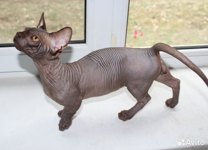 Мальчик шоколадный бамбино