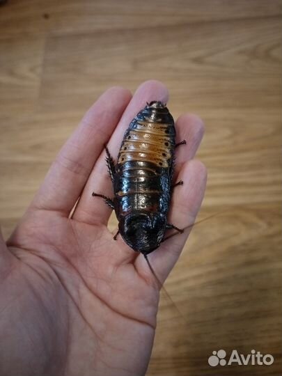 Таракан мадагаскарский