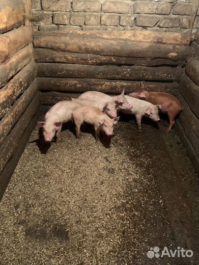 Поросята