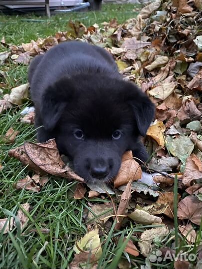 Отдам в добрые руки