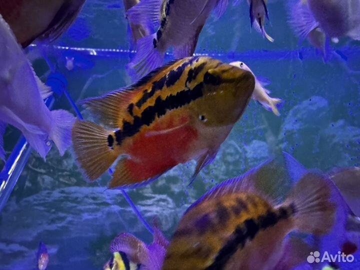 Цихлиды Сальвини