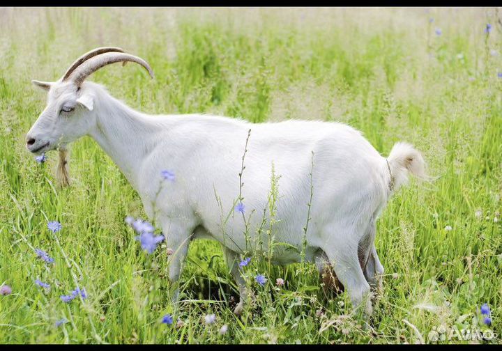 Козы, овцы, бараны, ягнята, лошади