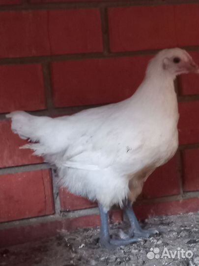 Породистые петушки, курочки,инкуб. яйцо