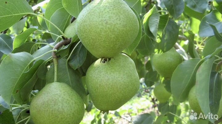 Саженцы груши