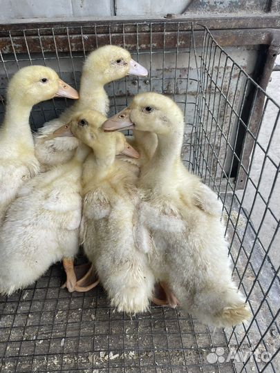 Мулларды утки чирри вилли доминанты куры несущки