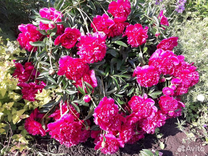 Пионы саженцы