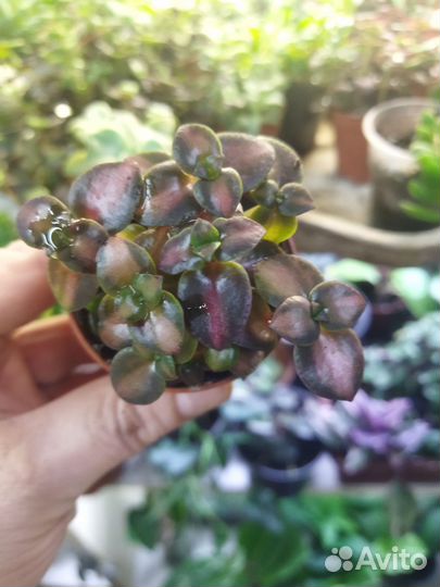 Суккуленты