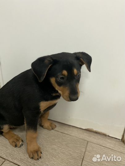 Щенок без имени. Некуда идти. В дар