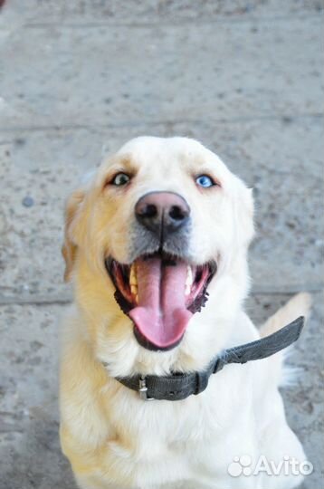 Метис лабрадора