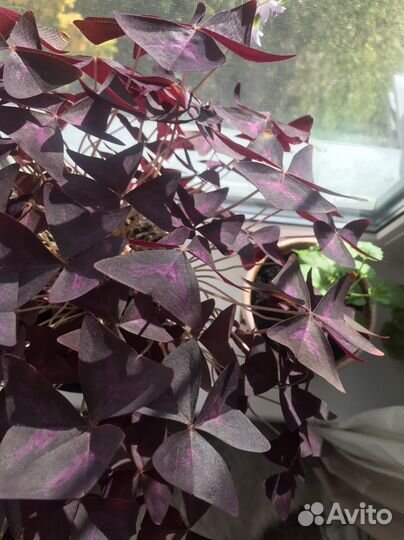 Кислица фиолетовая (оксалис)