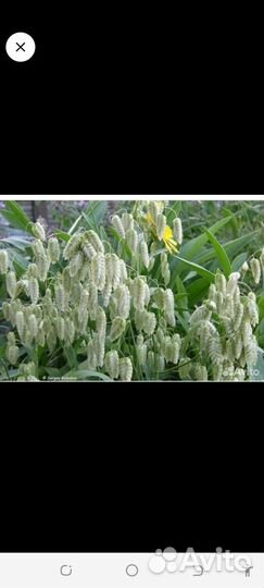 Жемчужная бриза