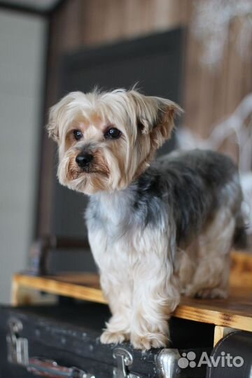 Йоркширский терьер вязка кобель