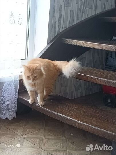 Кошка в дар