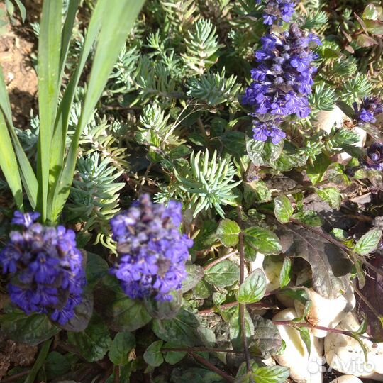 Цветы уличные многолетние