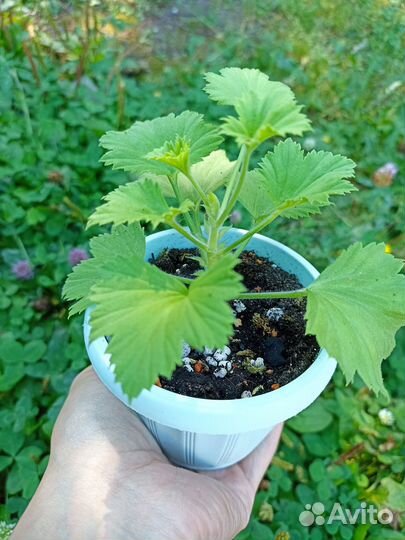 Пеларгония