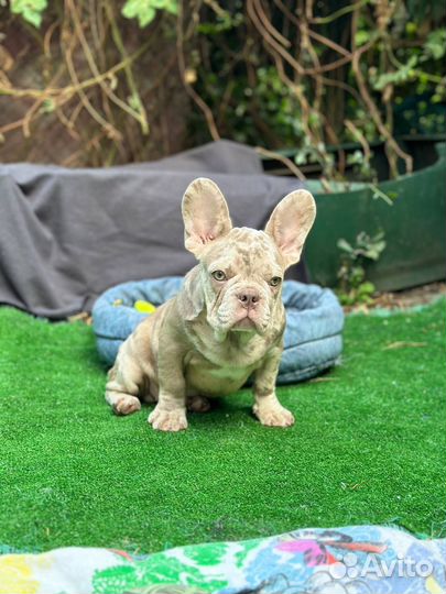 Элитный мальчик