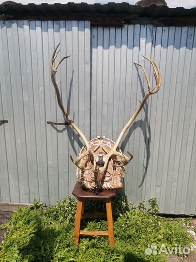 Оленьи рога