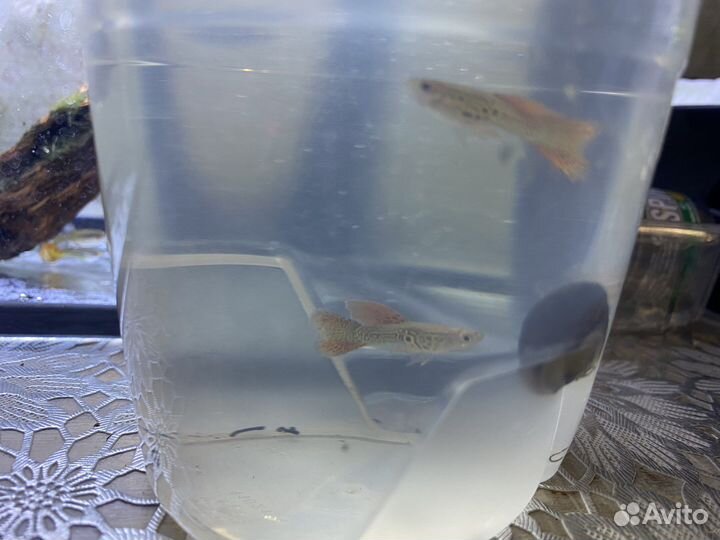 Гуппи Красное кружево