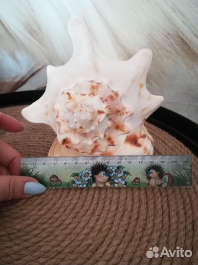 Большая морская раковина