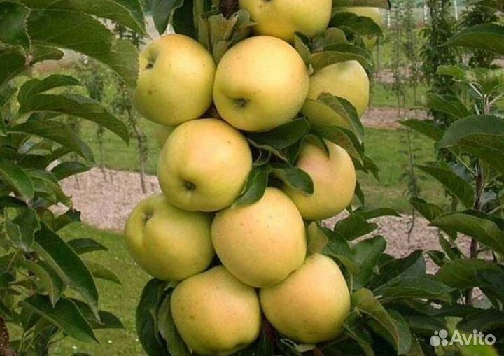 Саженцы яблони Президент