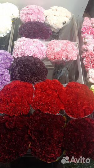 25 гвоздик букет гвоздик