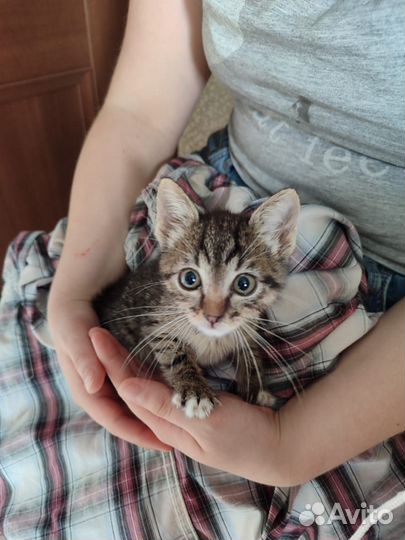 Кошки в добрые руки бесплатно