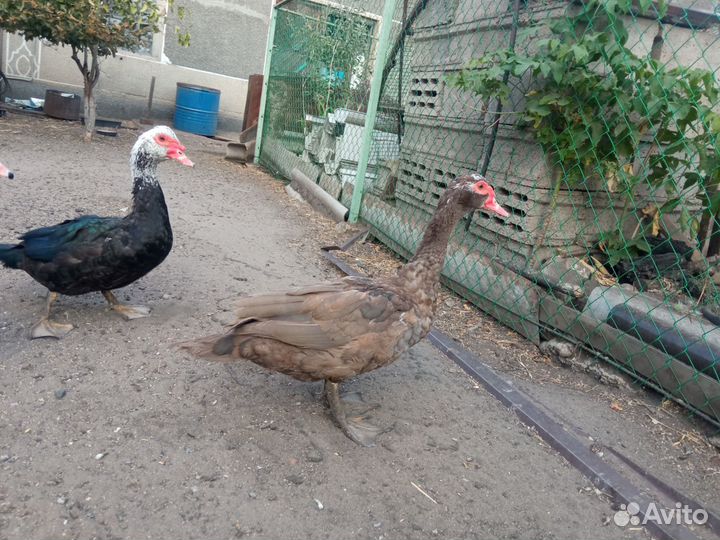 Мускусные утки