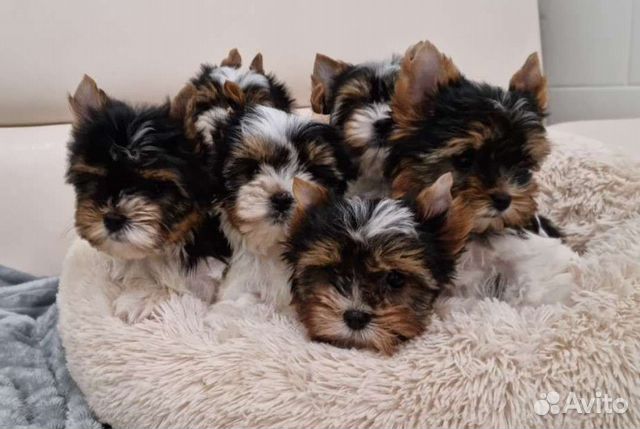 Самые красивые щенки Бивер