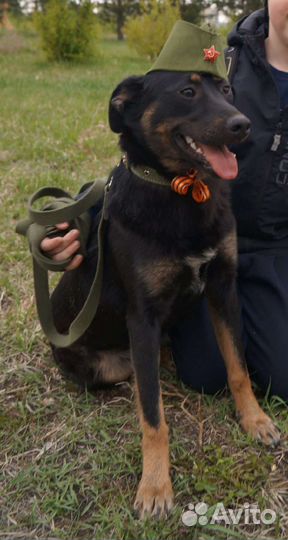 Собака в добрые руки отдам бесплатно